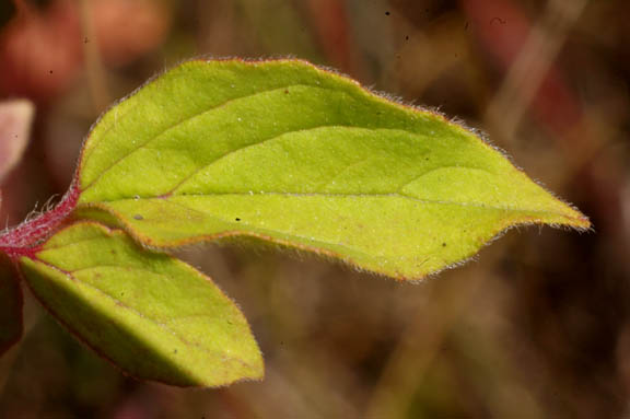 Origanum vulgare
